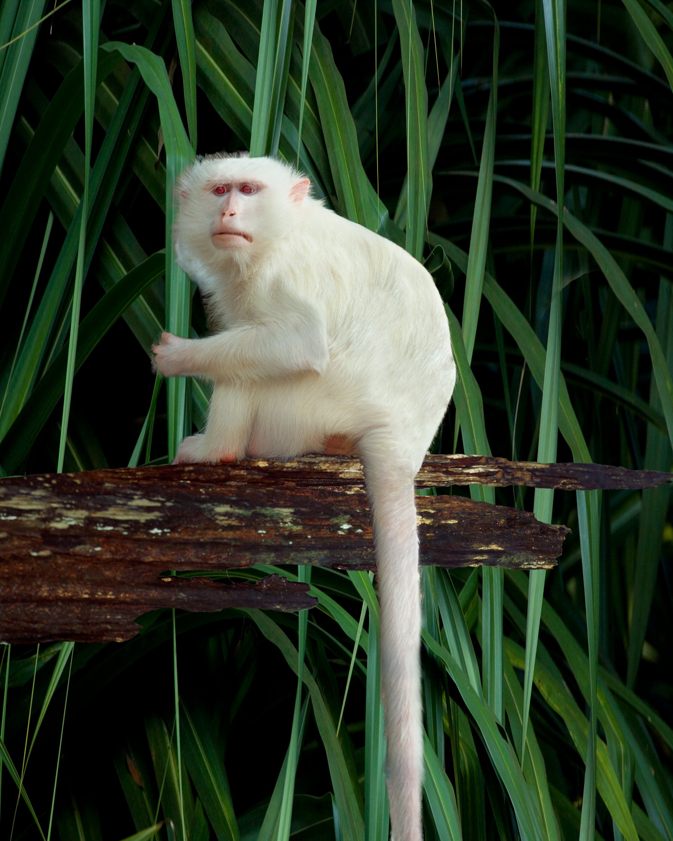 Macaco albino  Albino animals, Animals wild, Nature animals