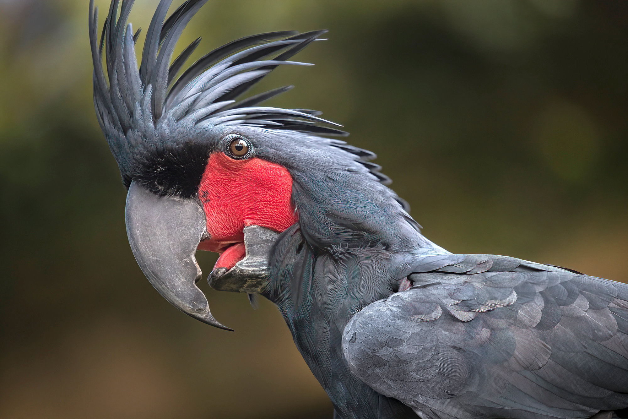 Black palm cockatoo - Jim Zuckerman photography & photo tours