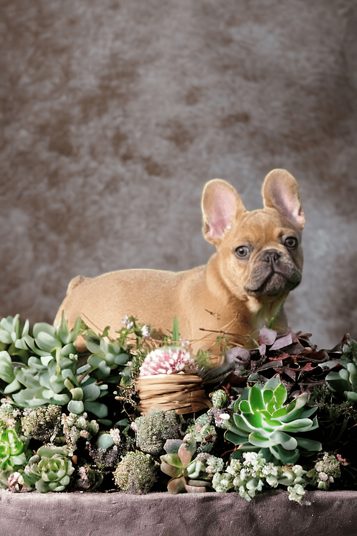 AVAILABLE PUPPIES-FRENCHBULLDOGS FLORIDA