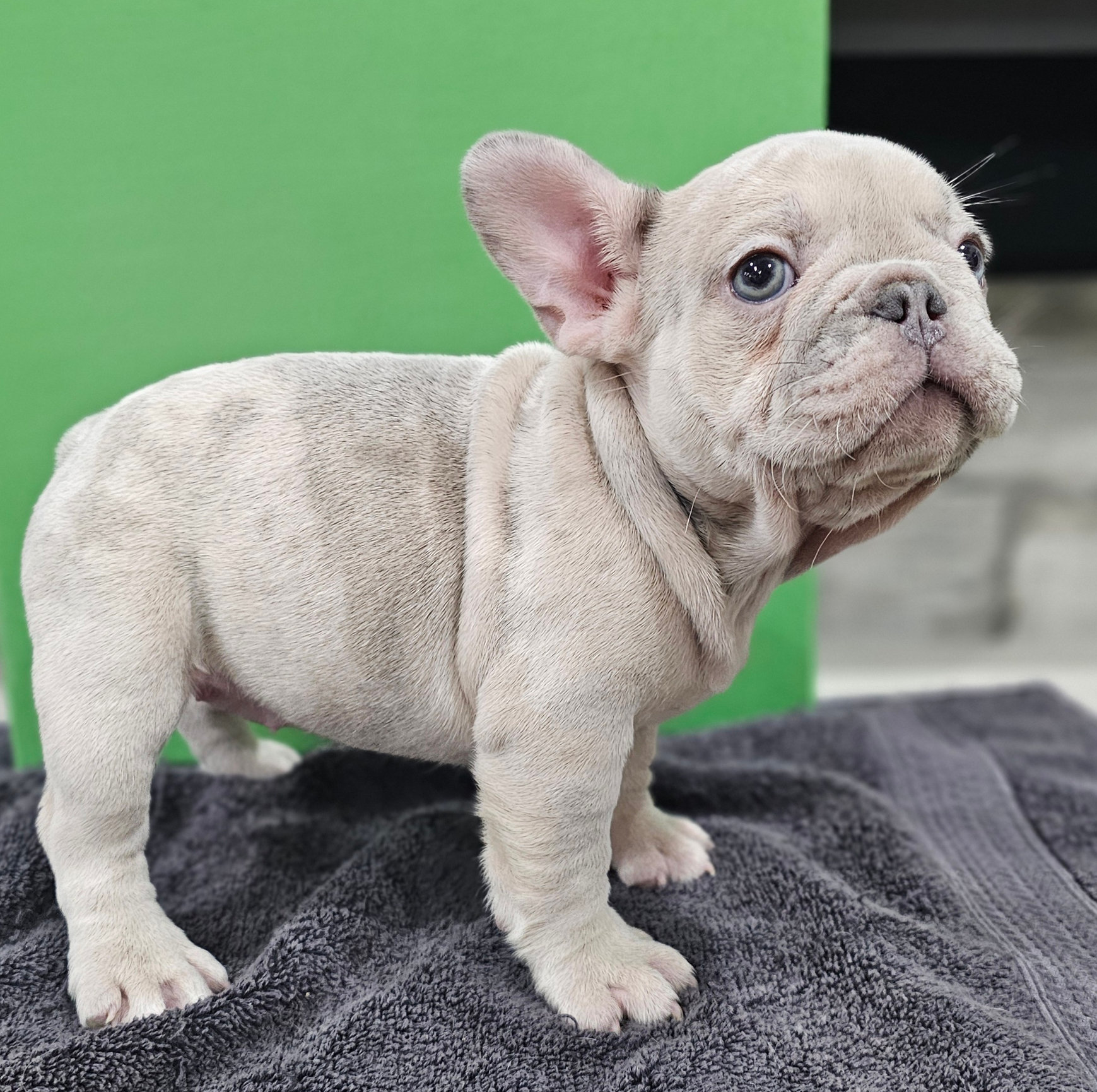 AVAILABLE PUPPIES-FRENCHBULLDOGS FLORIDA