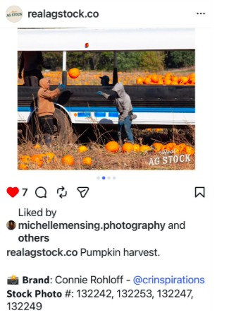 #PumpkinHarvest #HarvestSeason #FarmFresh #Agriculture #RealAgStock #FarmLife #LocalFarming #Harvest2026