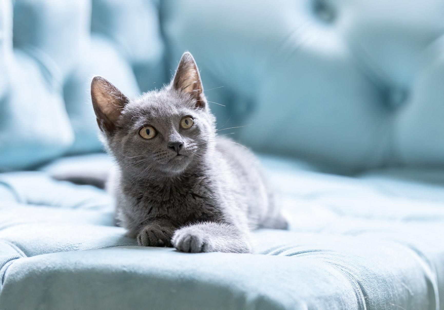 Cat Photography by Lilla Bordas Portraits-Greater Tampa Bay Area