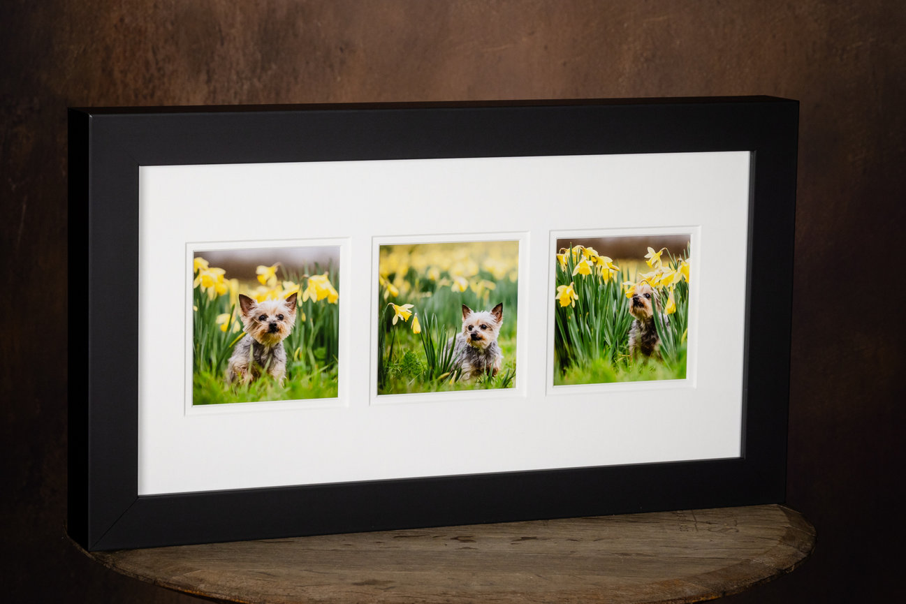 custom pet photography reveal box with matted portrait prints that can be rotated for display