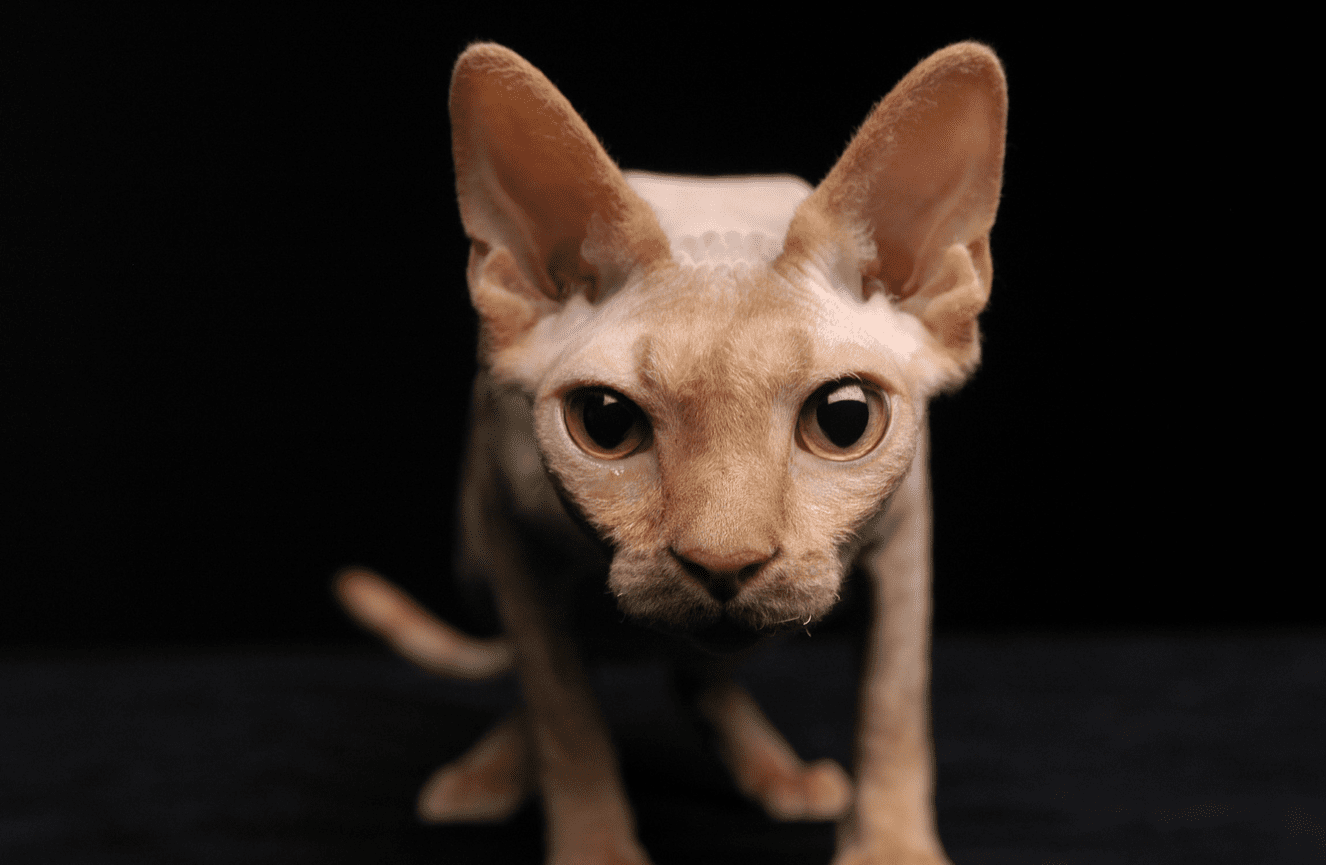 A blonde Spynx hairless cat with golden eyes during a pet photo session at Kliks Photography.