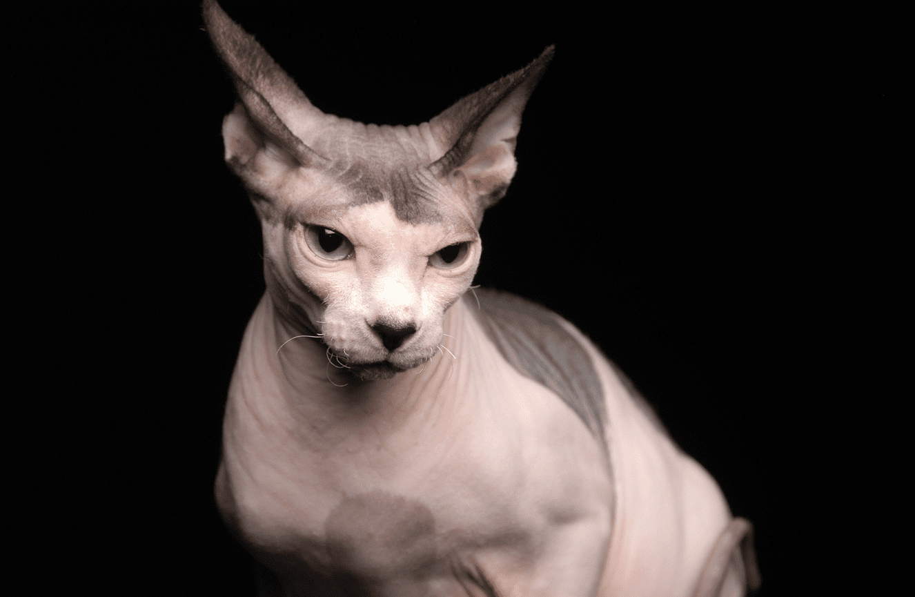 A white and gray hairless cat with blue eyes in the Kliks Photography studio in Cedar Rapids Iowa.