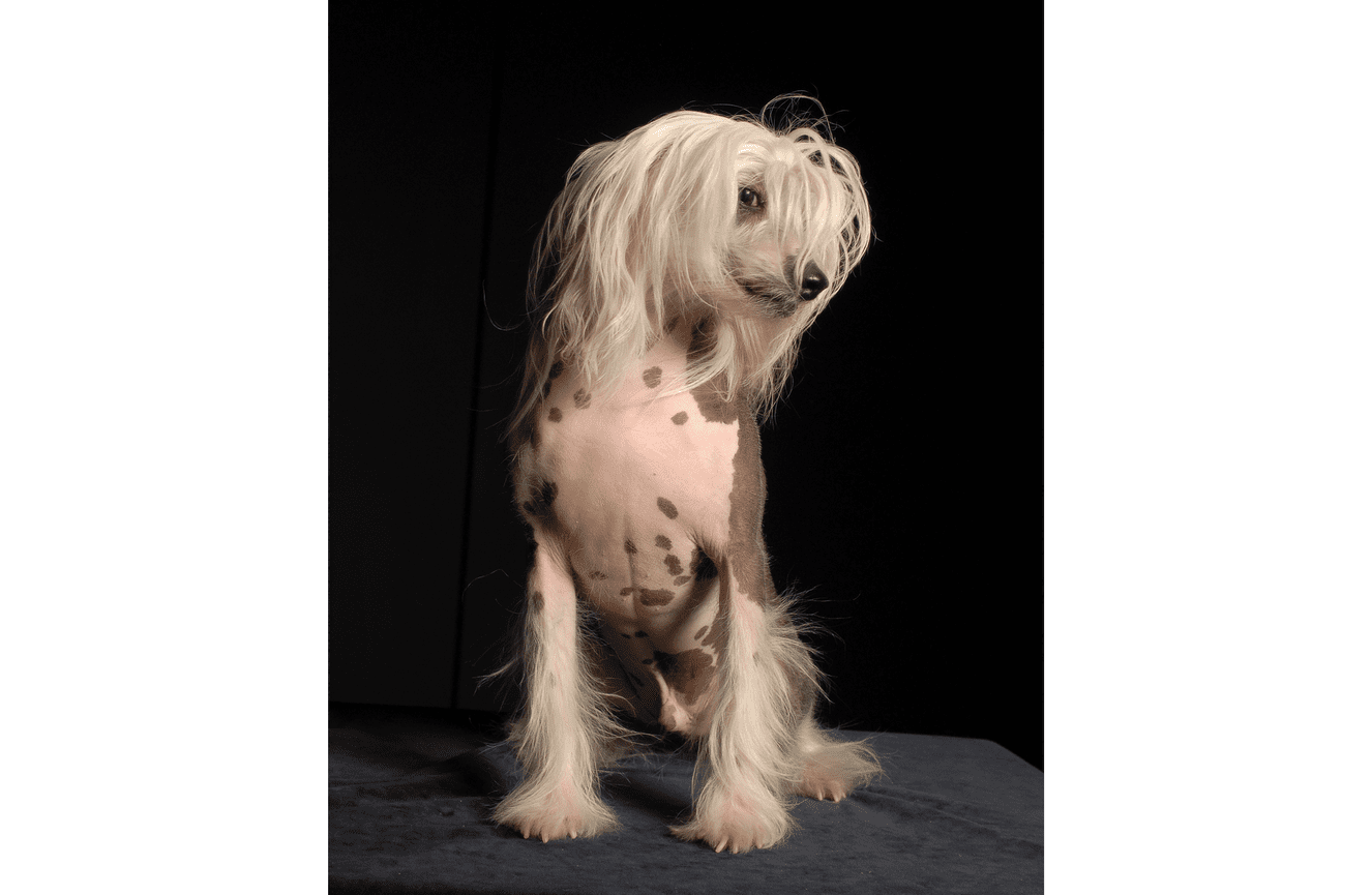 A black and white hairless Chinese Crested dog sitting on a black cloth in the Kliks Photography studio in Cedar Rapids Iowa.