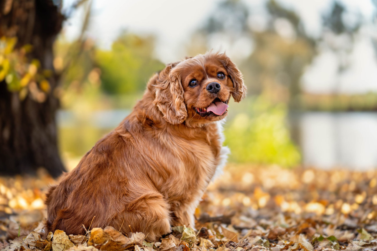 Fergus the King Charles Cavalier at Canberra Commonwealth Park for his Tails of Canberra pet photography session