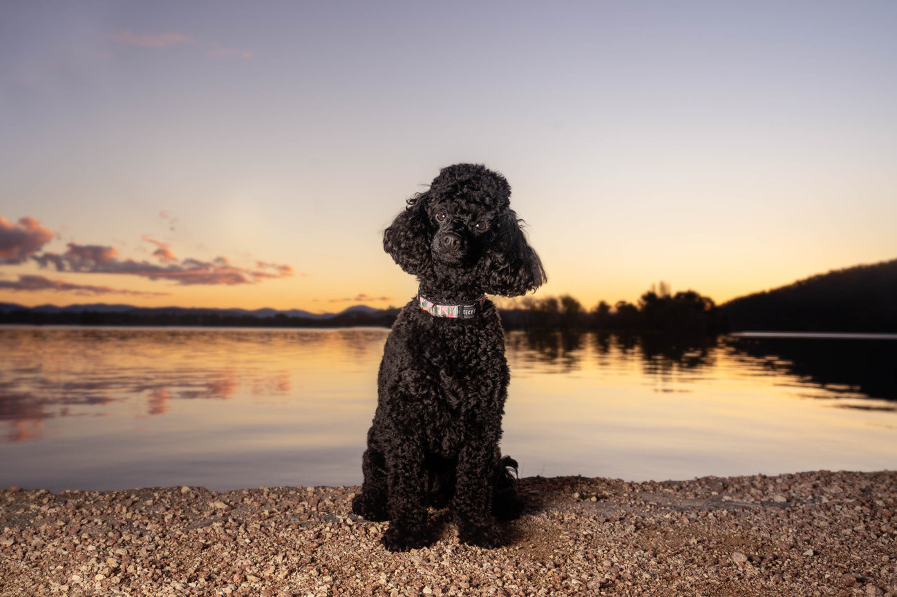 Minnie the black toy poodle at sunset blue hour Canberra pet photography session