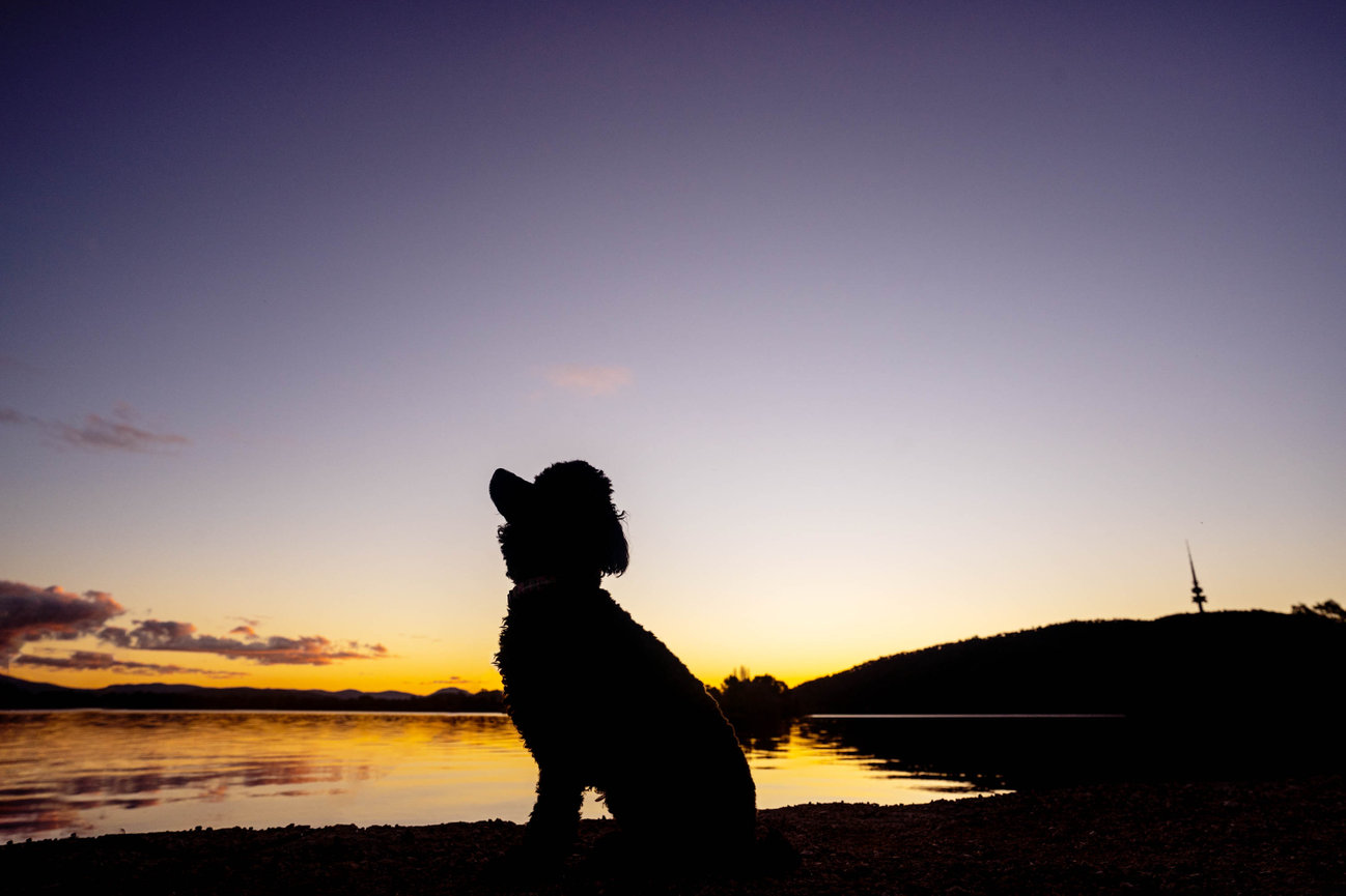 Minnie the black toy poodle silhouette Canberra pet photography sunset session