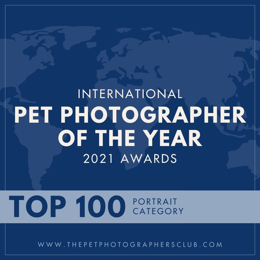 Top 100 Action Category - 2021 International Pet Photographer of the Year Awards
