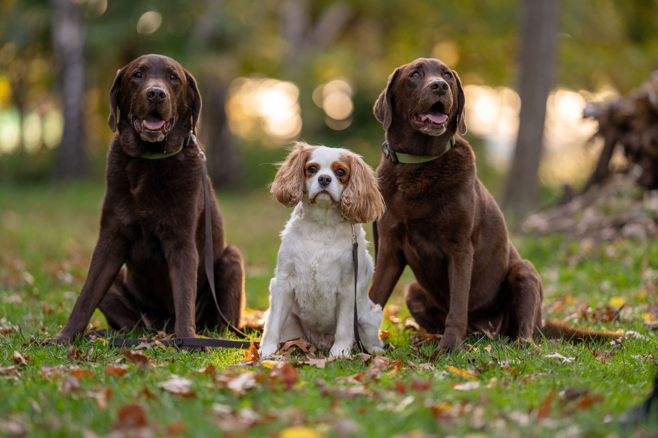 Dog with leash left side