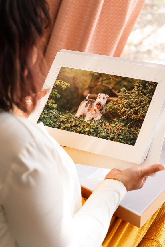 Professional Pet Photography