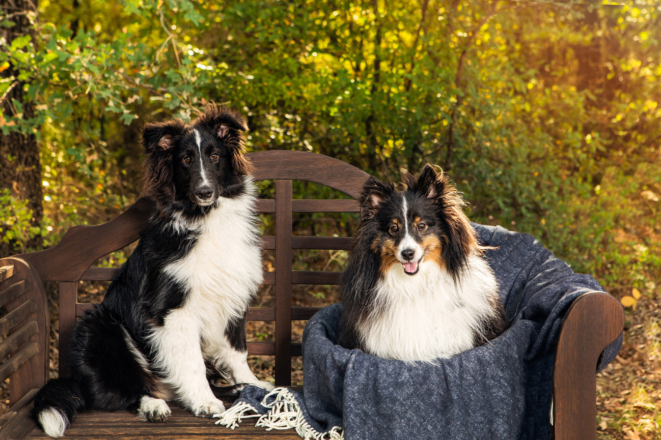 Photo of two dogs on a bench outdoor during autumn.