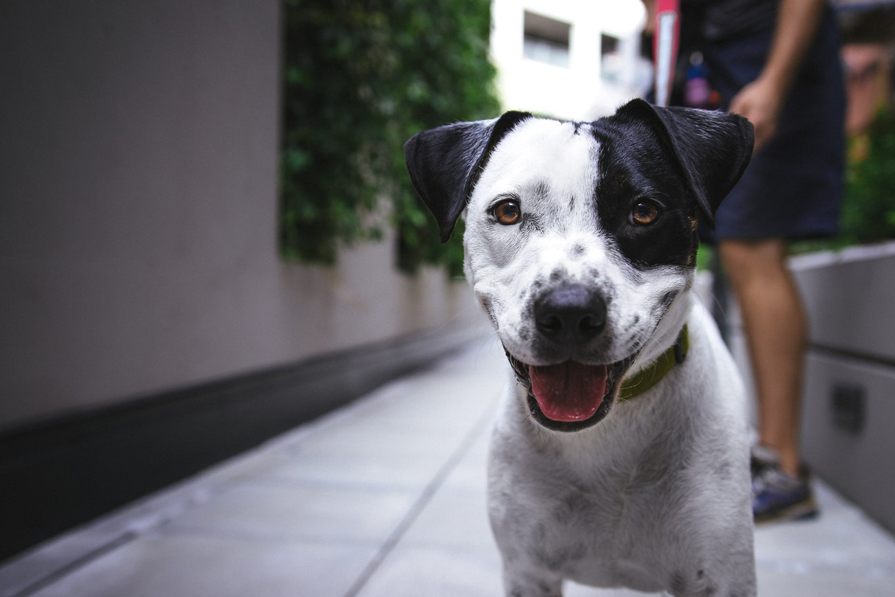 Smiling black and white dog standing on a sidewalk with greenery in the background.