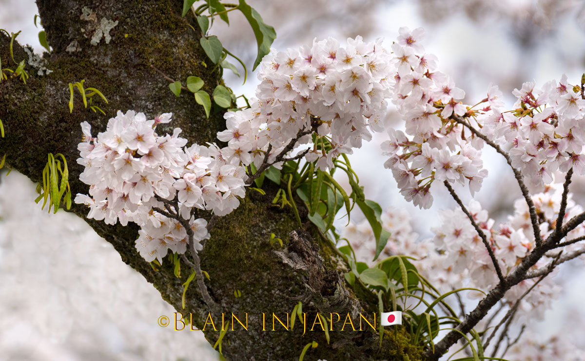 Yoshino Cherry Tree