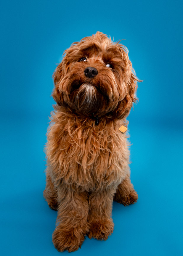 dog catching treats pet photographer funny dog photos