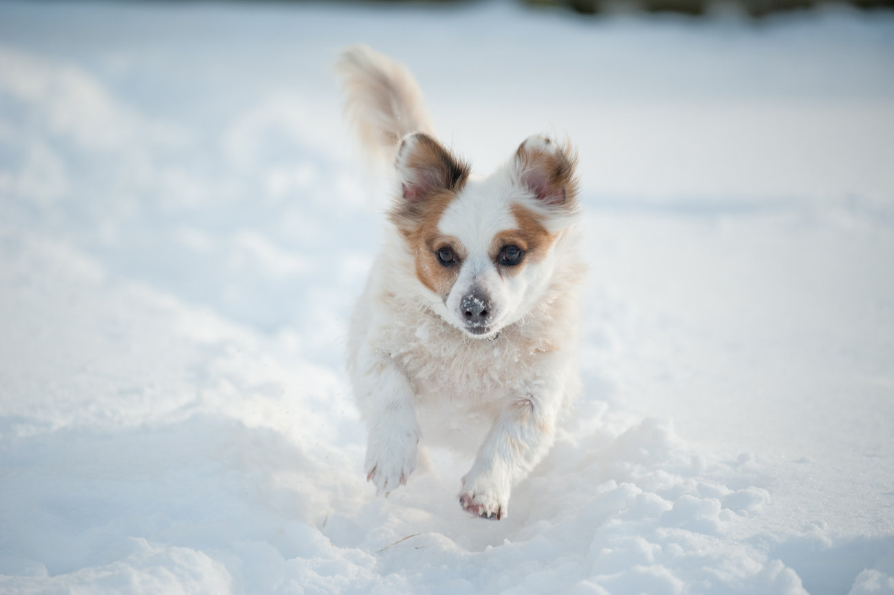 Small dog with white and brown fur running through snow.