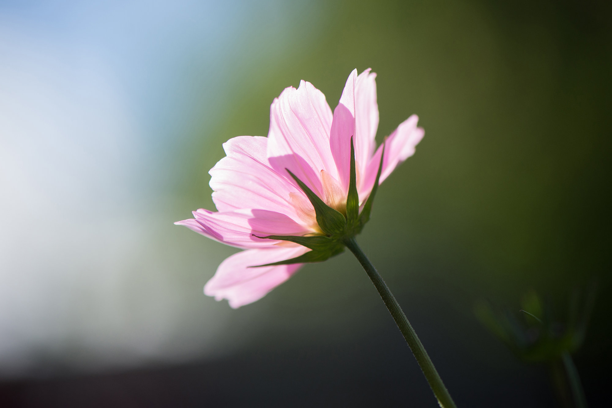 FLOWER GALLERY | Susan Phelps flower photography | Wokingham