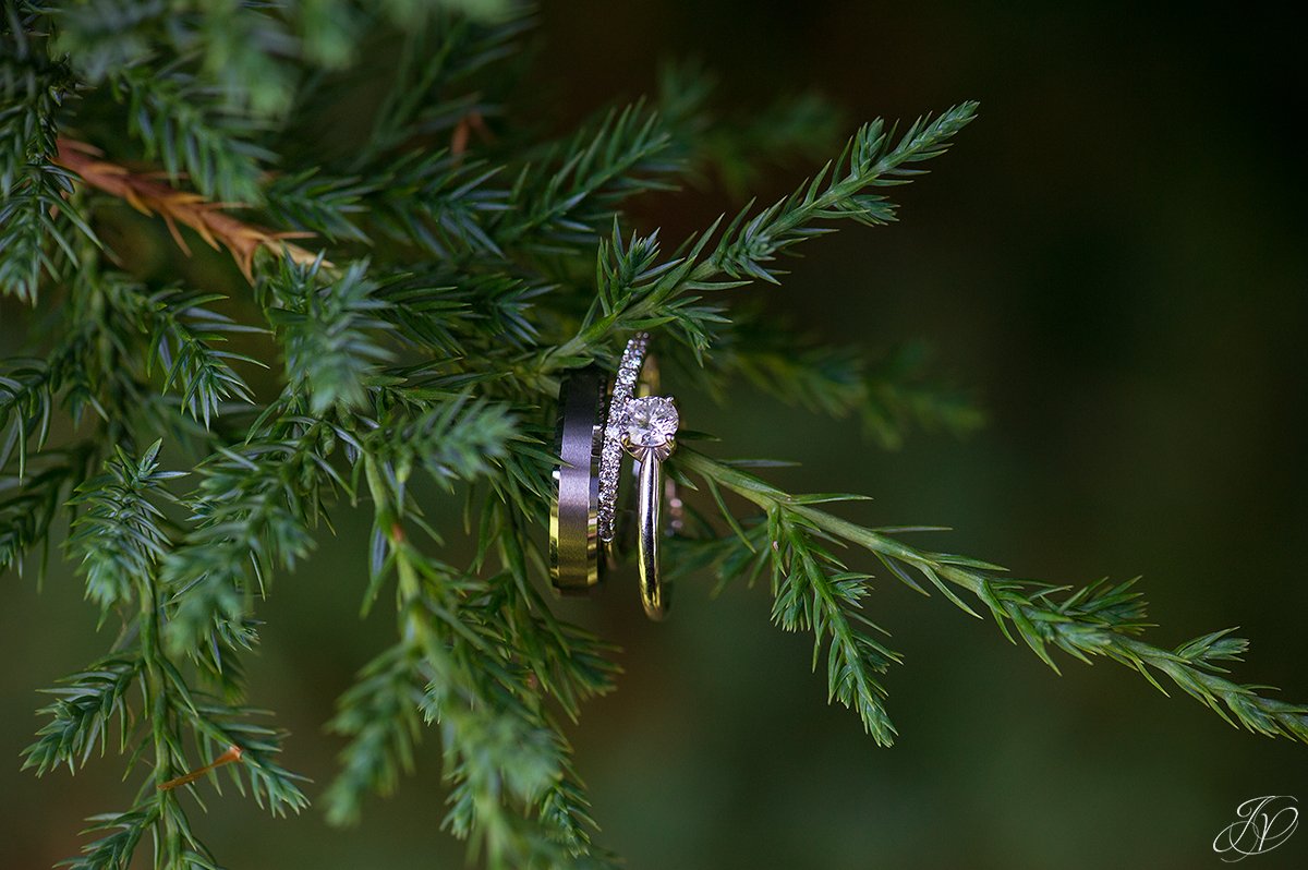 Unique wedding ring shot, with the rings on a pine sprig.