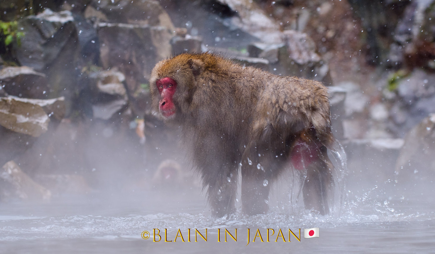 Snow Monkey Photo Tour Japan - Niigata, Nagano, or Anywhere Across