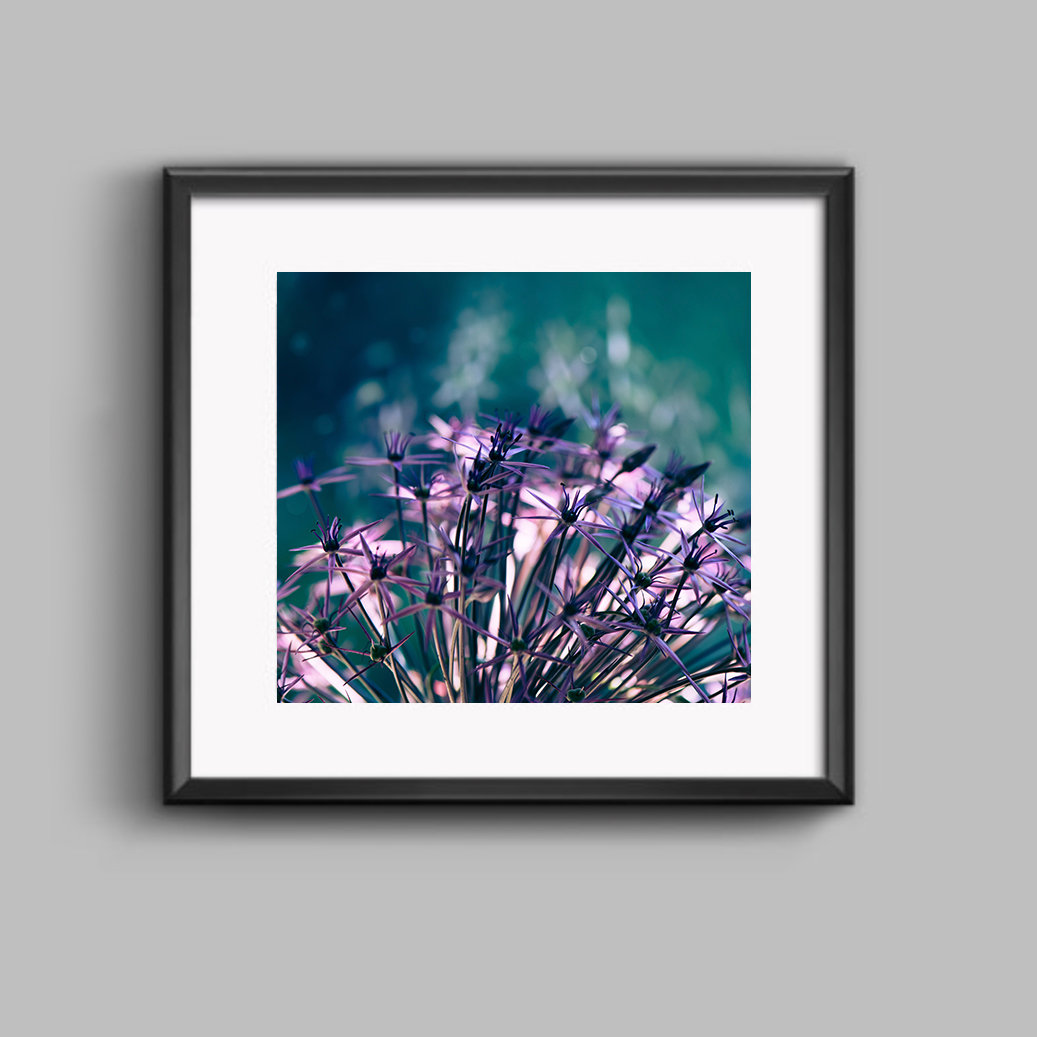 Purple Allium Fine Art Framed Print | SUSAN PHELPS | Photography Wokingham