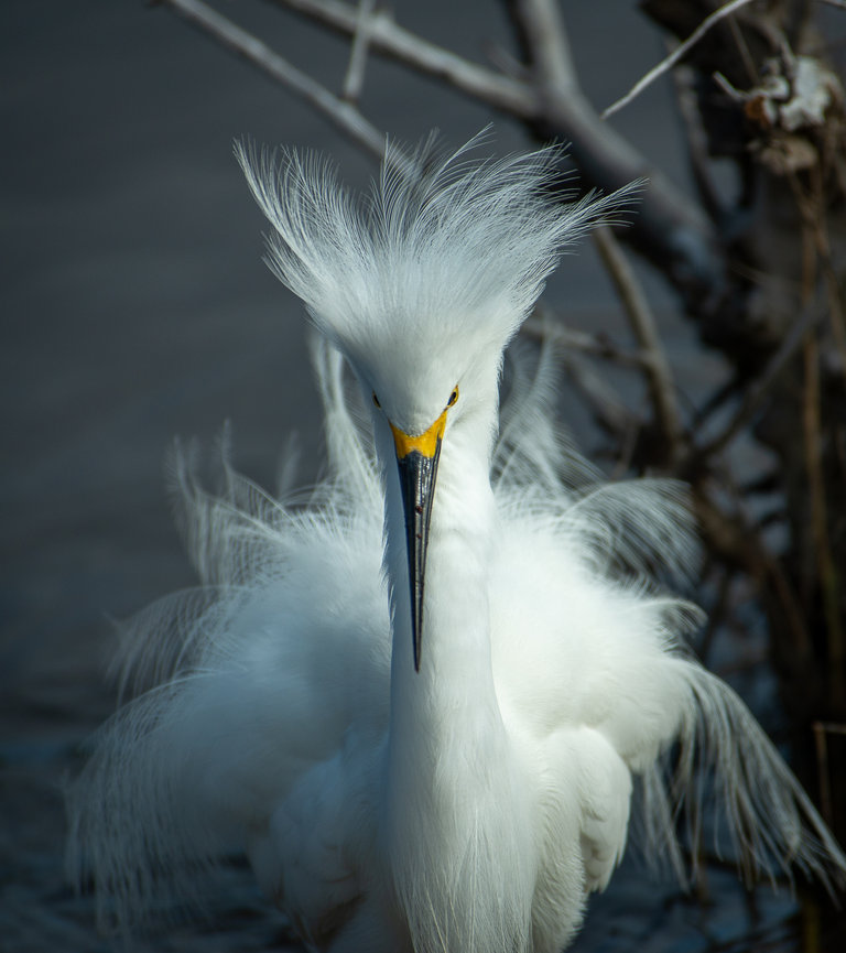 A white snowy egret bird fluffs its feathers in the sun at the marsh.