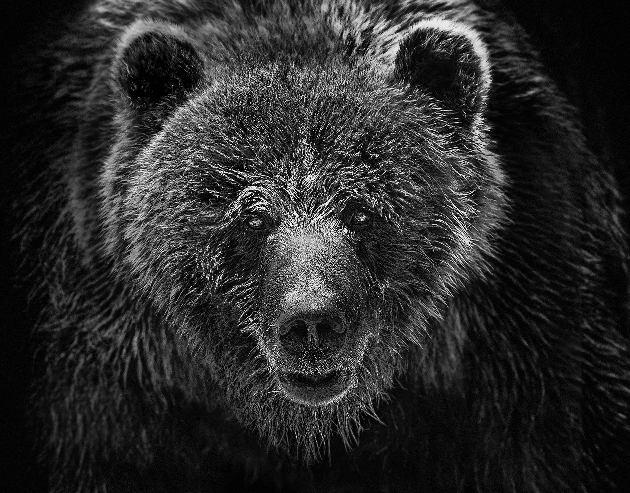 Wildlife Photography & Prints | Shane Russeck